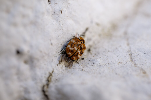 bed bug