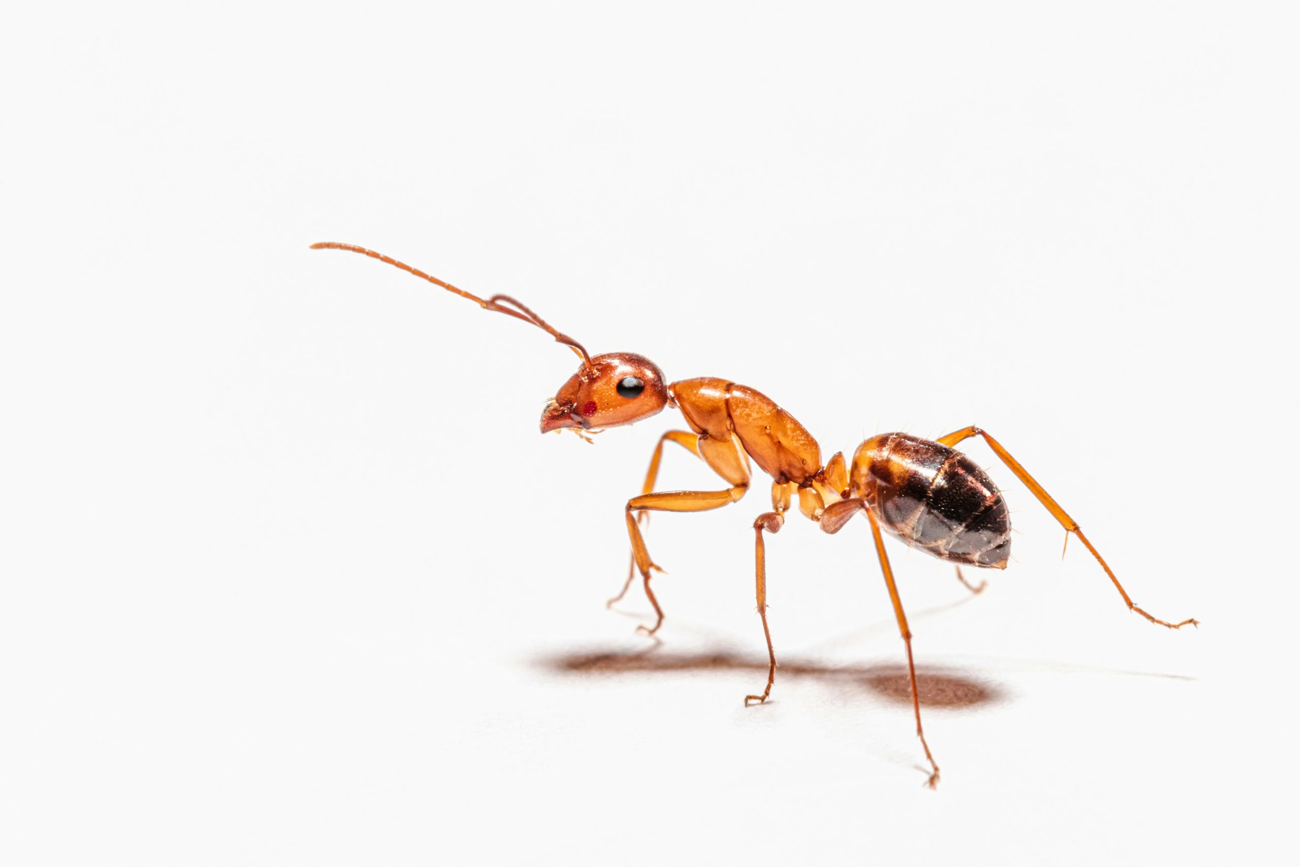 peter f wolf xg8eynydz54 unsplash