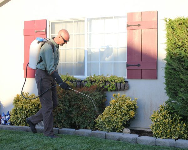 pro pest control canberra ujgsnzfdul8 unsplash
